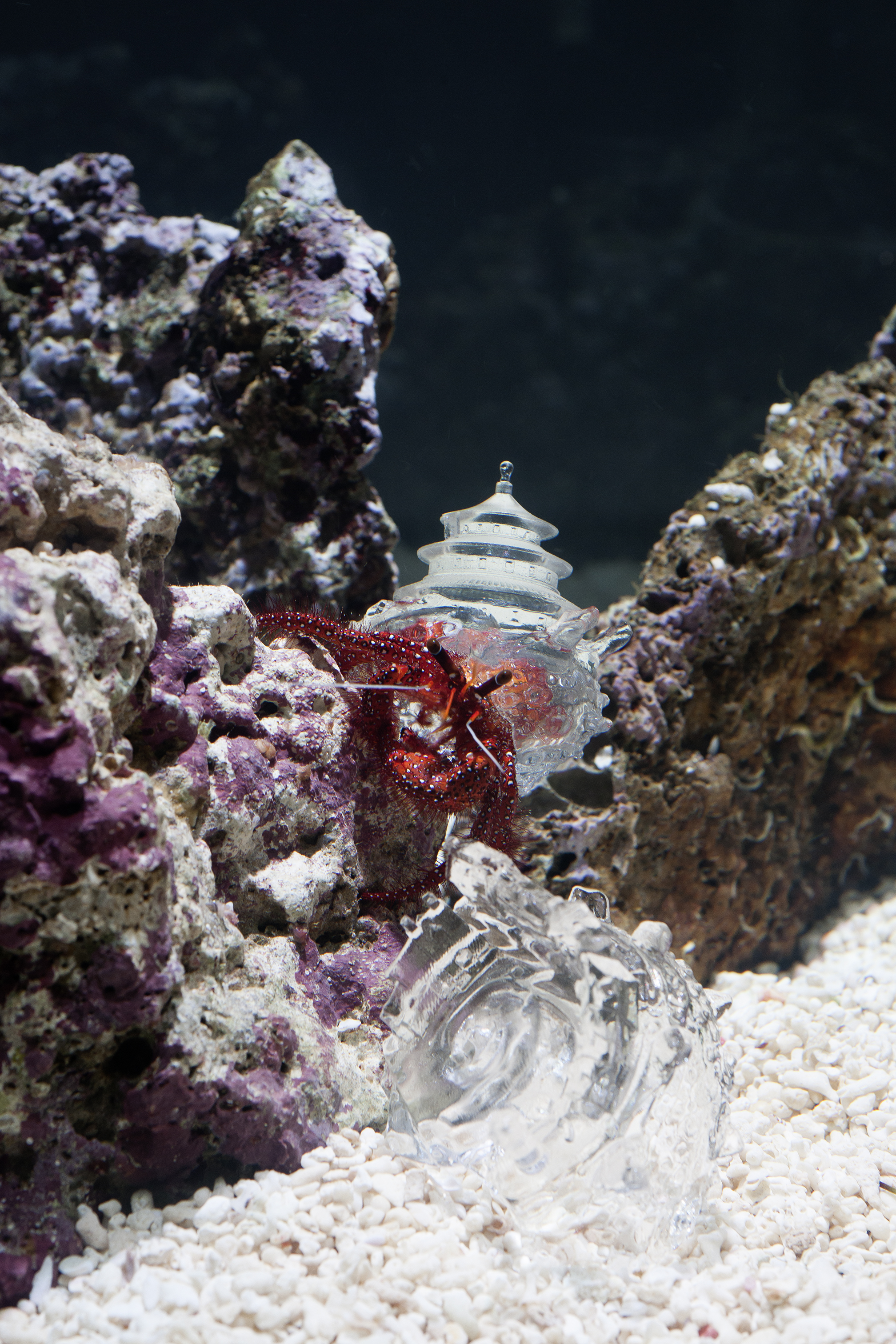 Installation view of solo exhibition “Aki Inomata, Why Not Hand Over a “Shelter” to Hermit Crabs?”