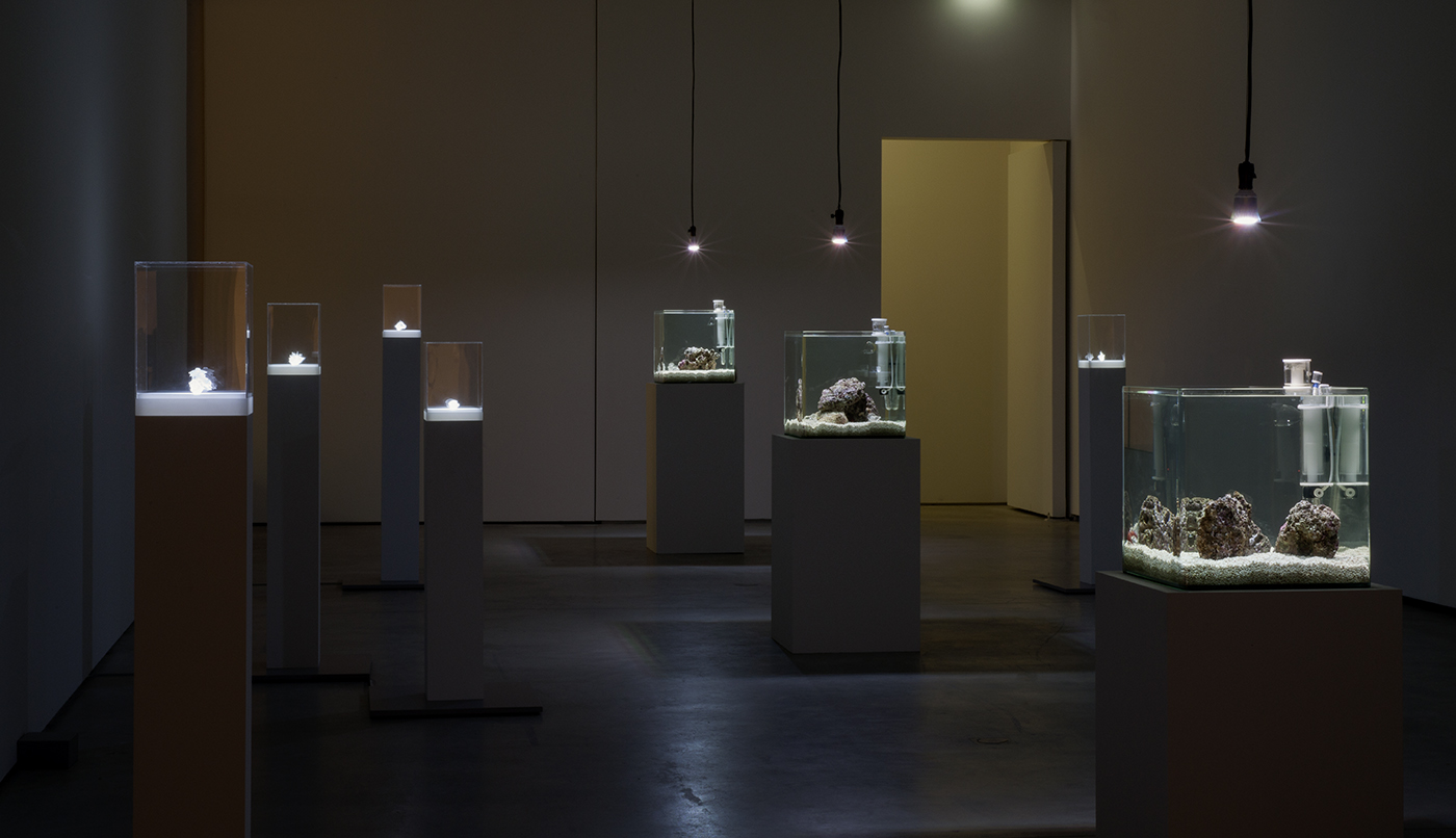 Installation view of solo exhibition “Aki Inomata, Why Not Hand Over a “Shelter” to Hermit Crabs?”