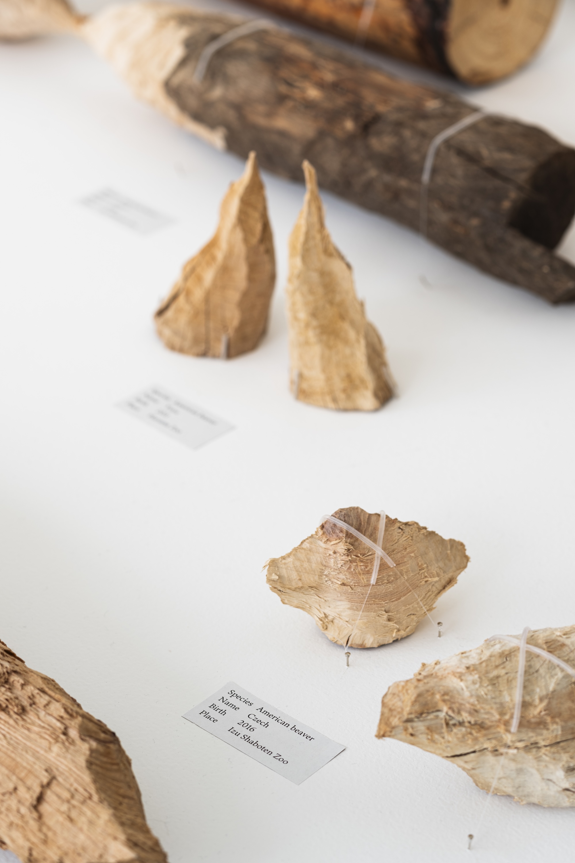 photo: Kenji Morita  courtesy: 21st Century Museum of Contemporary Art, Kanazawa