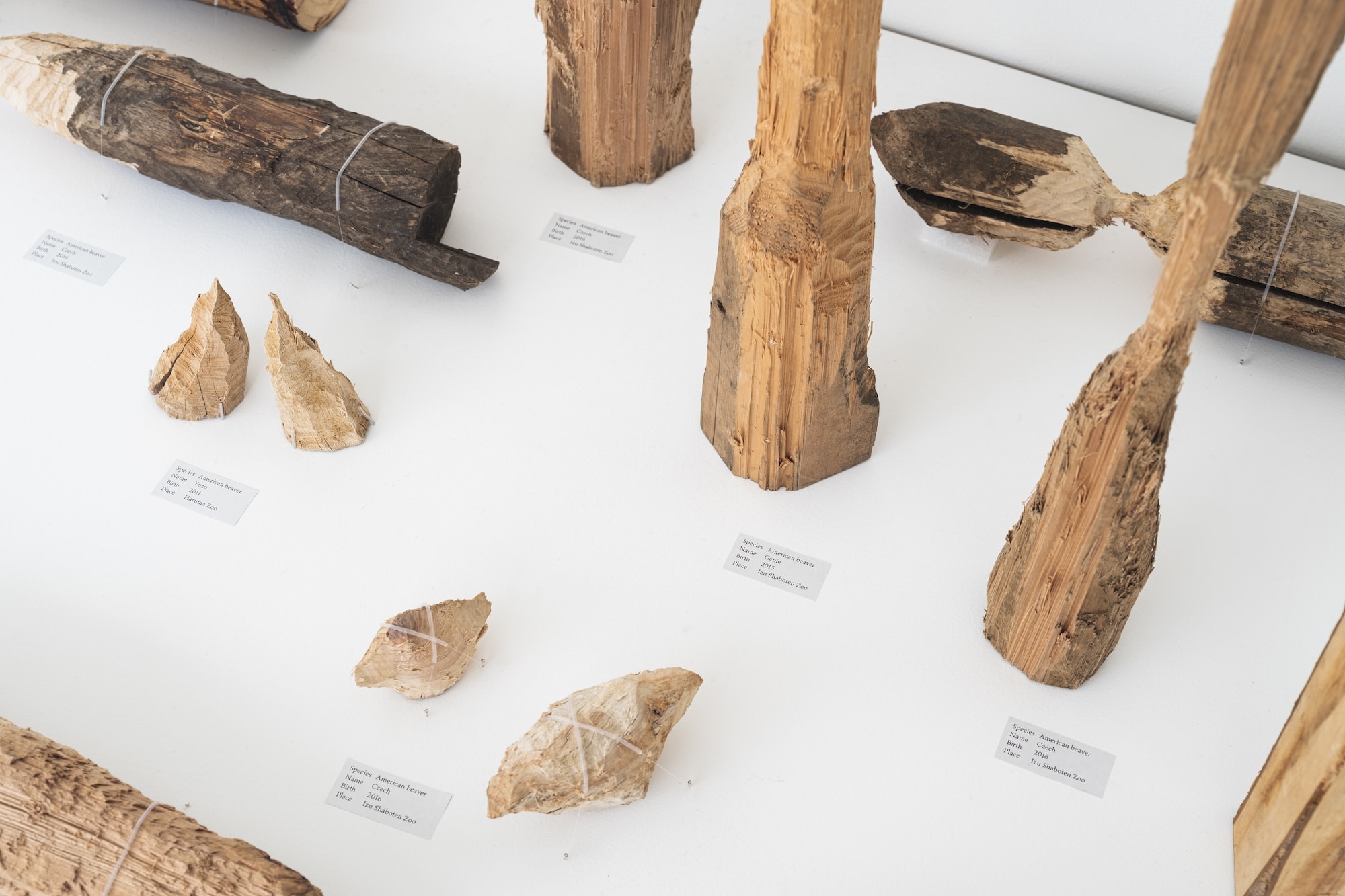 photo: Kenji Morita  courtesy: 21st Century Museum of Contemporary Art, Kanazawa