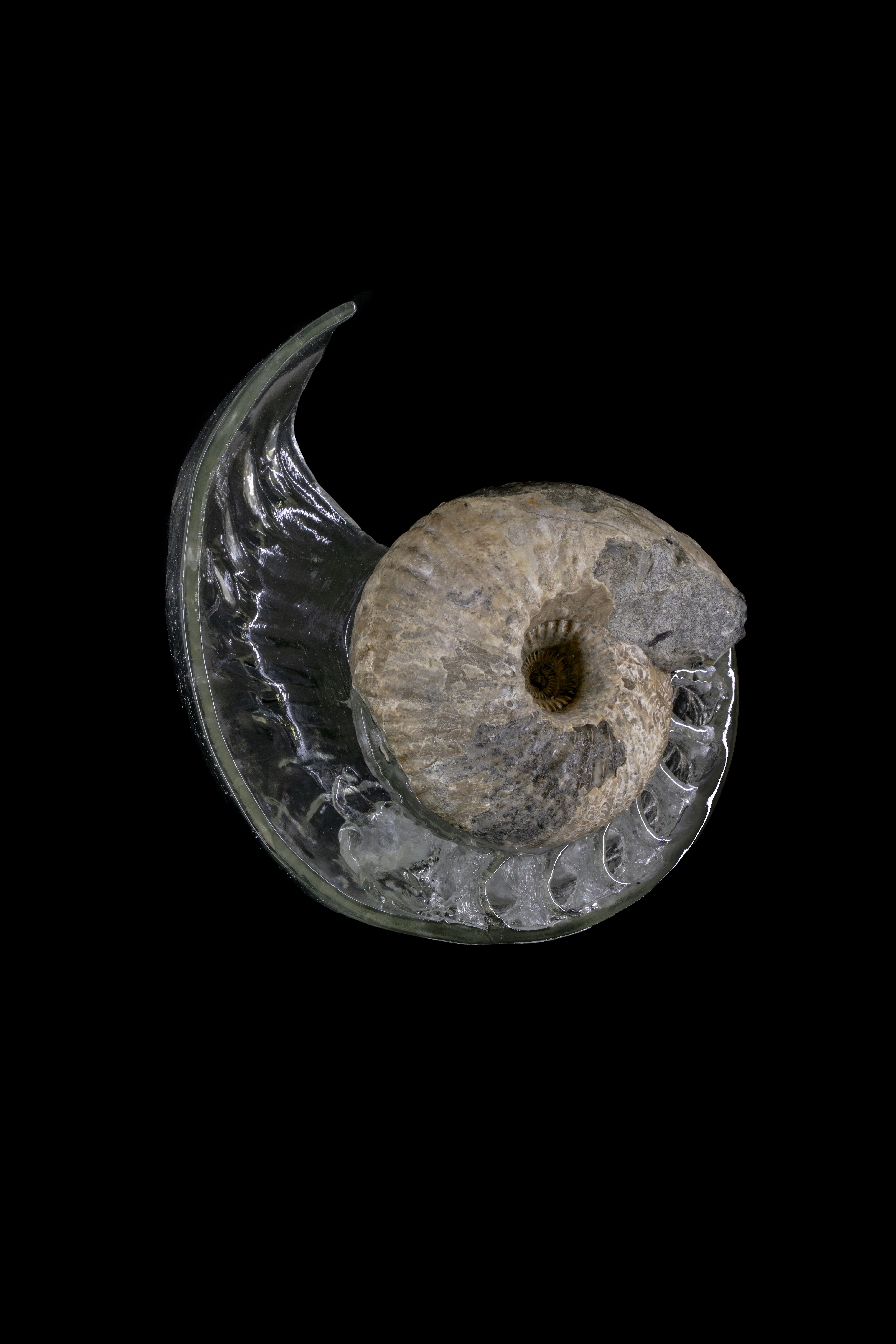 Think Evolution #1 : Kiku-ishi(Ammonite)