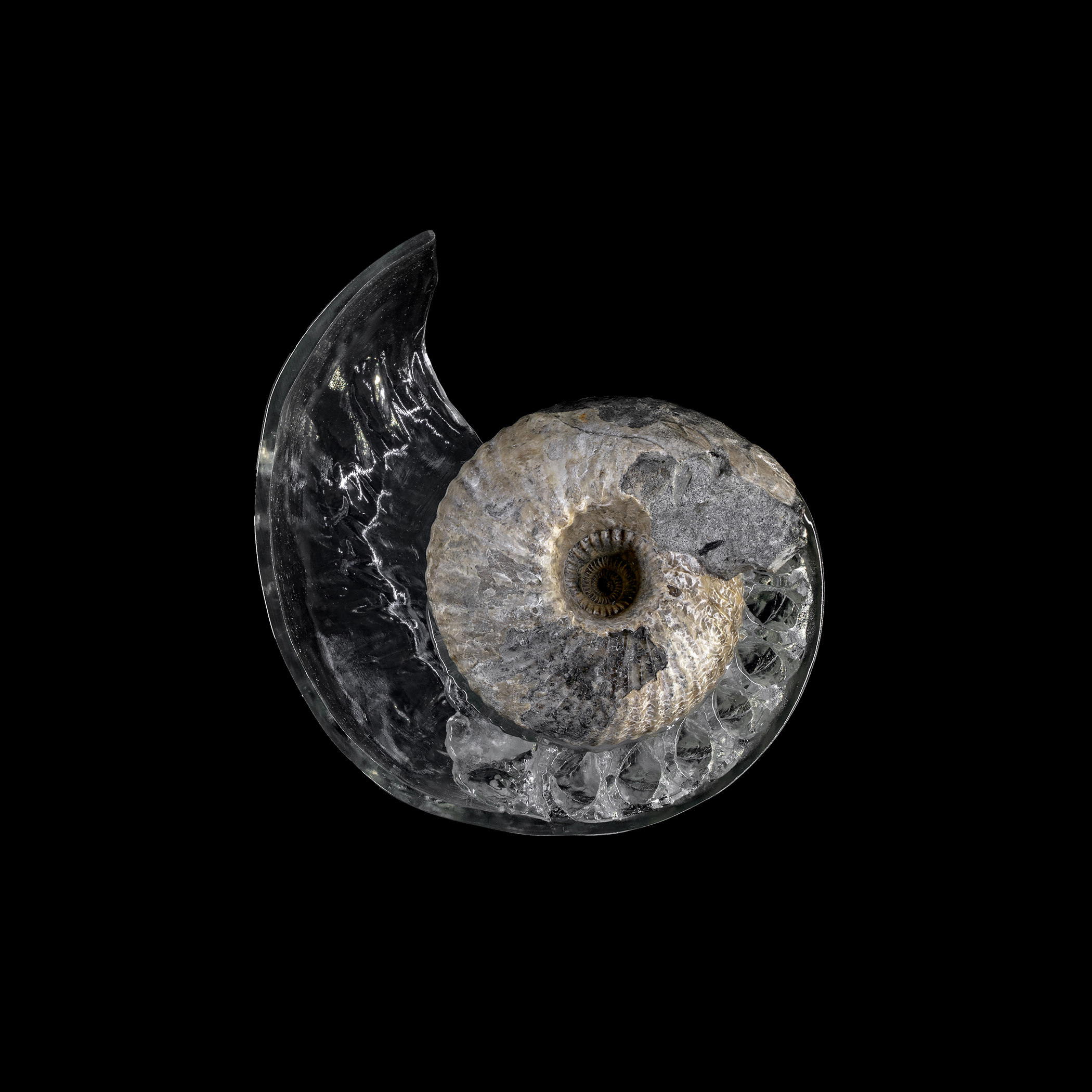 Think Evolution #1 : Kiku-ishi(Ammonite)