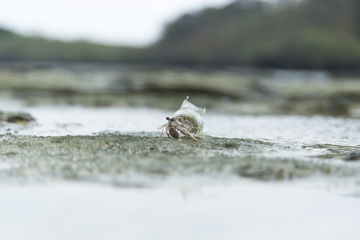 Why Not Hand Over a “Shelter” to Hermit Crabs? -White Chapel-