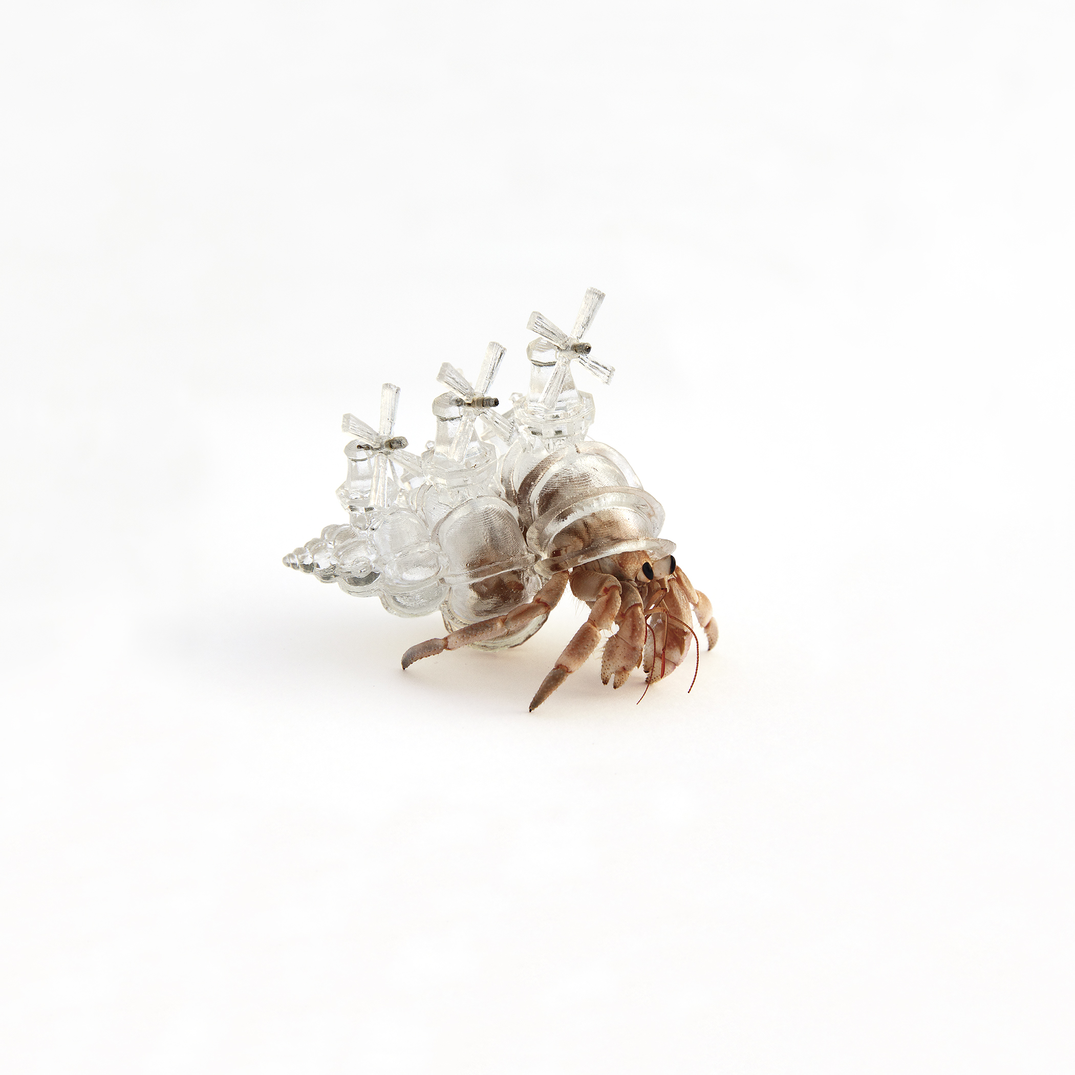 Why Not Hand Over a “Shelter” to Hermit Crabs? -Border-
