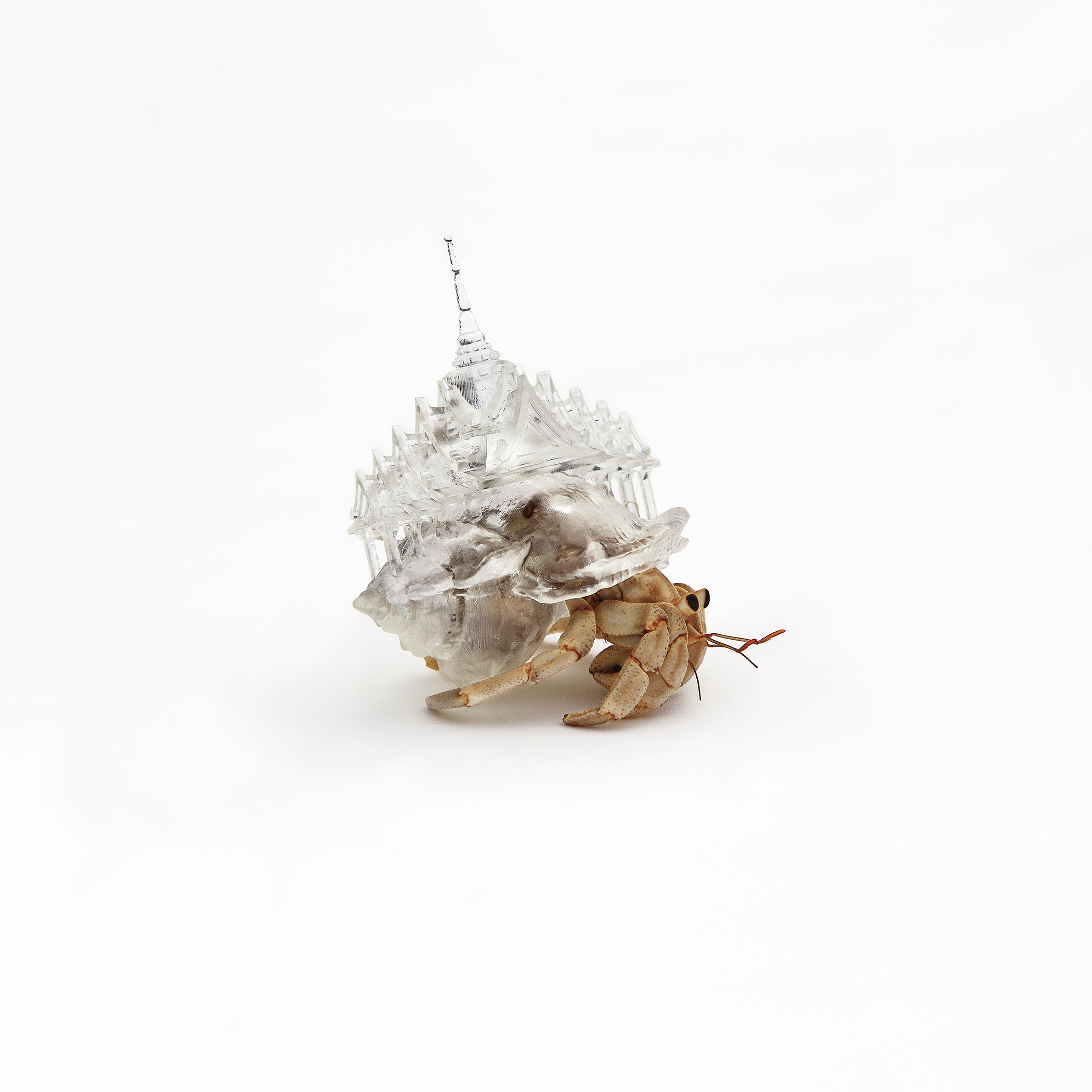 Why Not Hand Over A Shelter To Hermit Crabs Border Works Aki Inomata