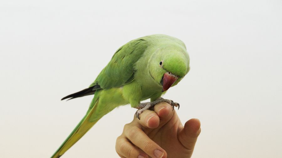 French lessons with a Parakeet