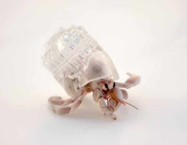 Why Not Hand Over a “Shelter” to Hermit Crabs?