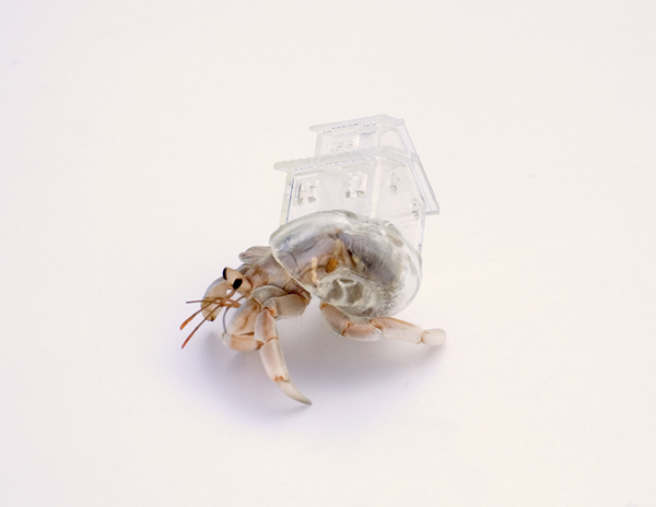 Why Not Hand Over a “Shelter” to Hermit Crabs?